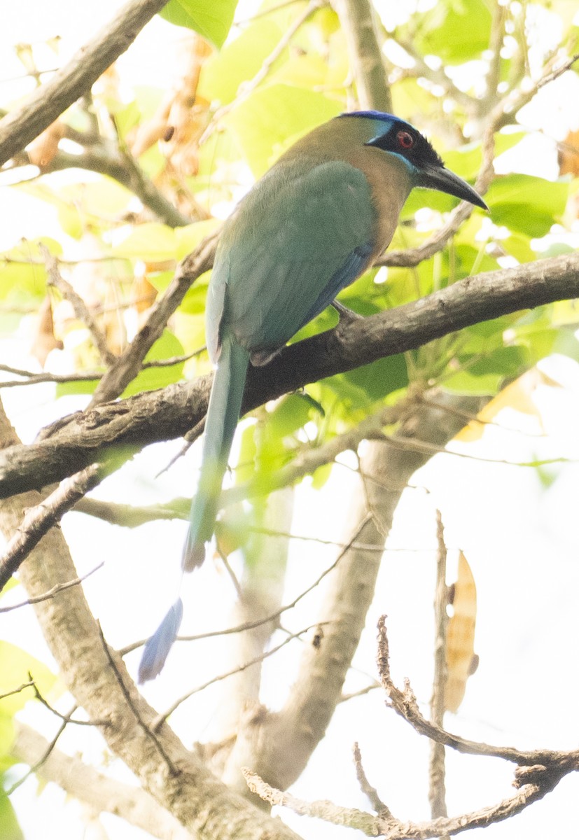 Amazonian Motmot - ML643783732