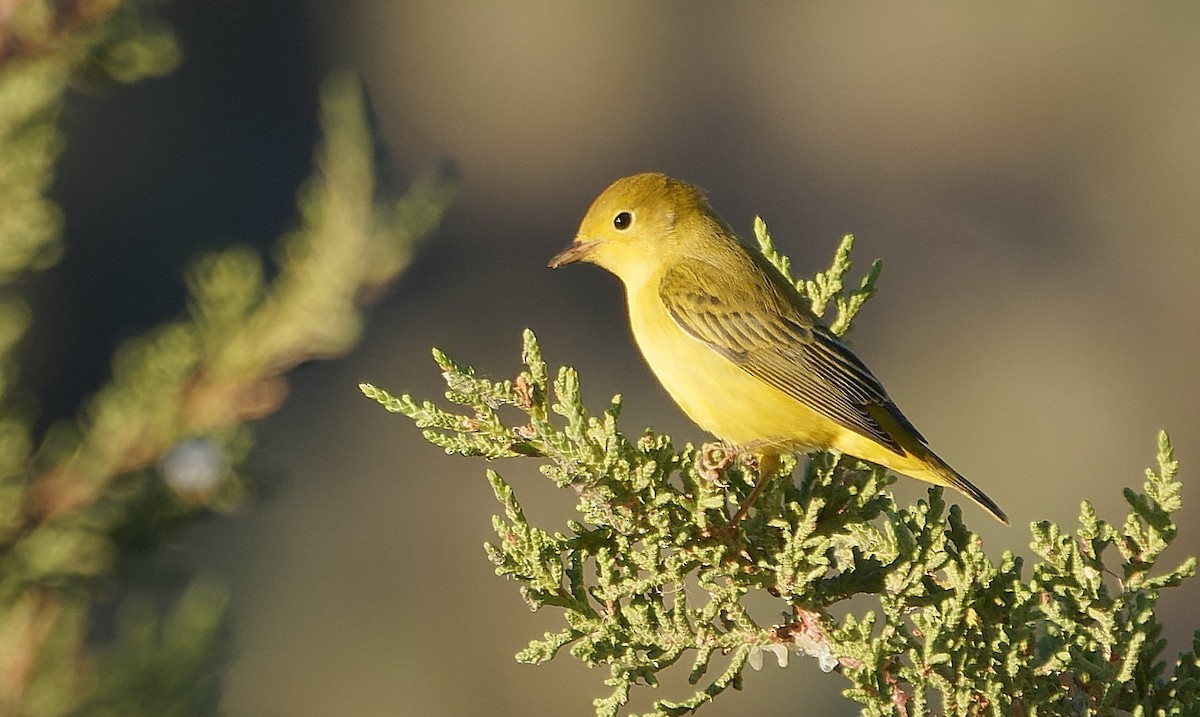 Yellow Warbler (Northern) - ML643783750