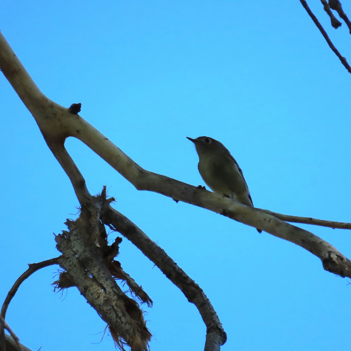 Ruby-crowned Kinglet - ML643783761