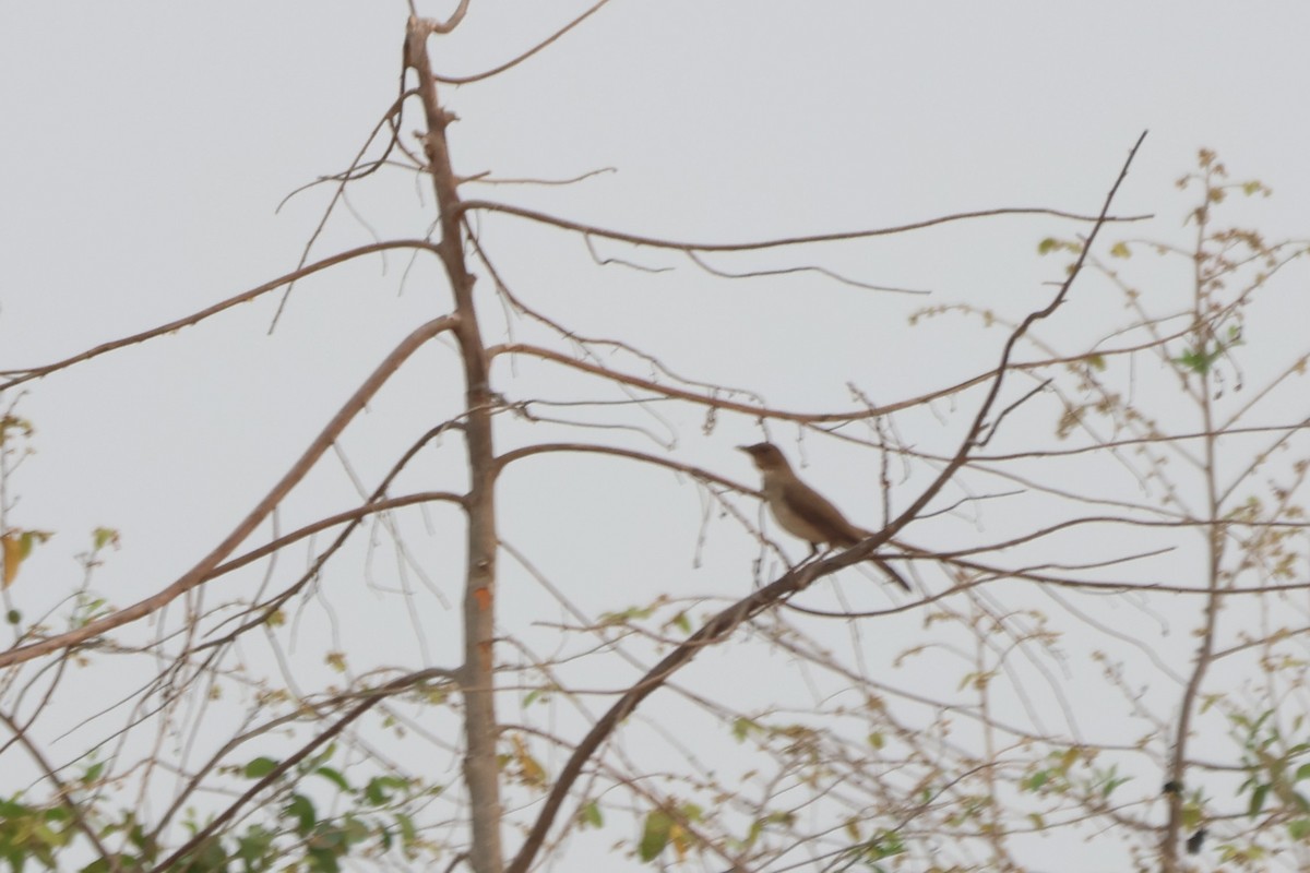 Black-billed Thrush - ML643783763
