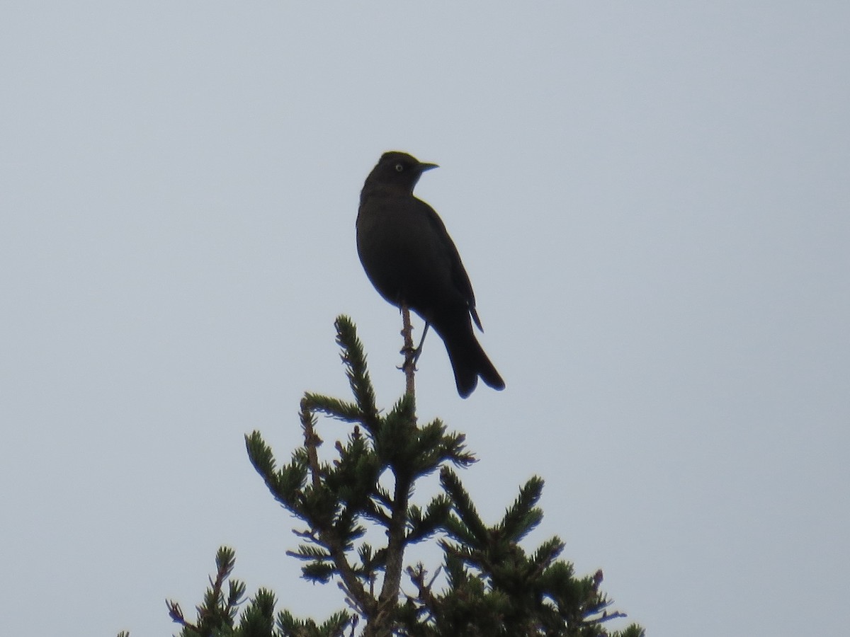 Rusty Blackbird - ML643783767