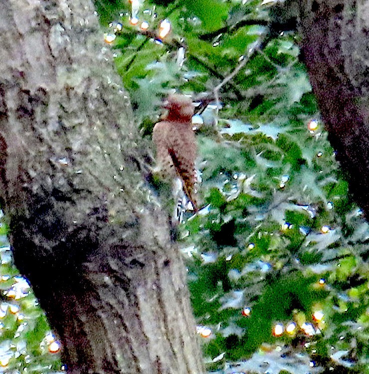 Northern Flicker - ML643783770