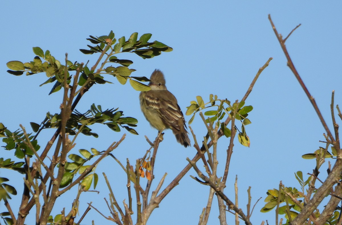 Yellow-bellied Elaenia - ML643783774