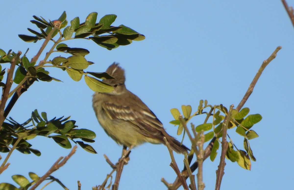 Yellow-bellied Elaenia - ML643783775