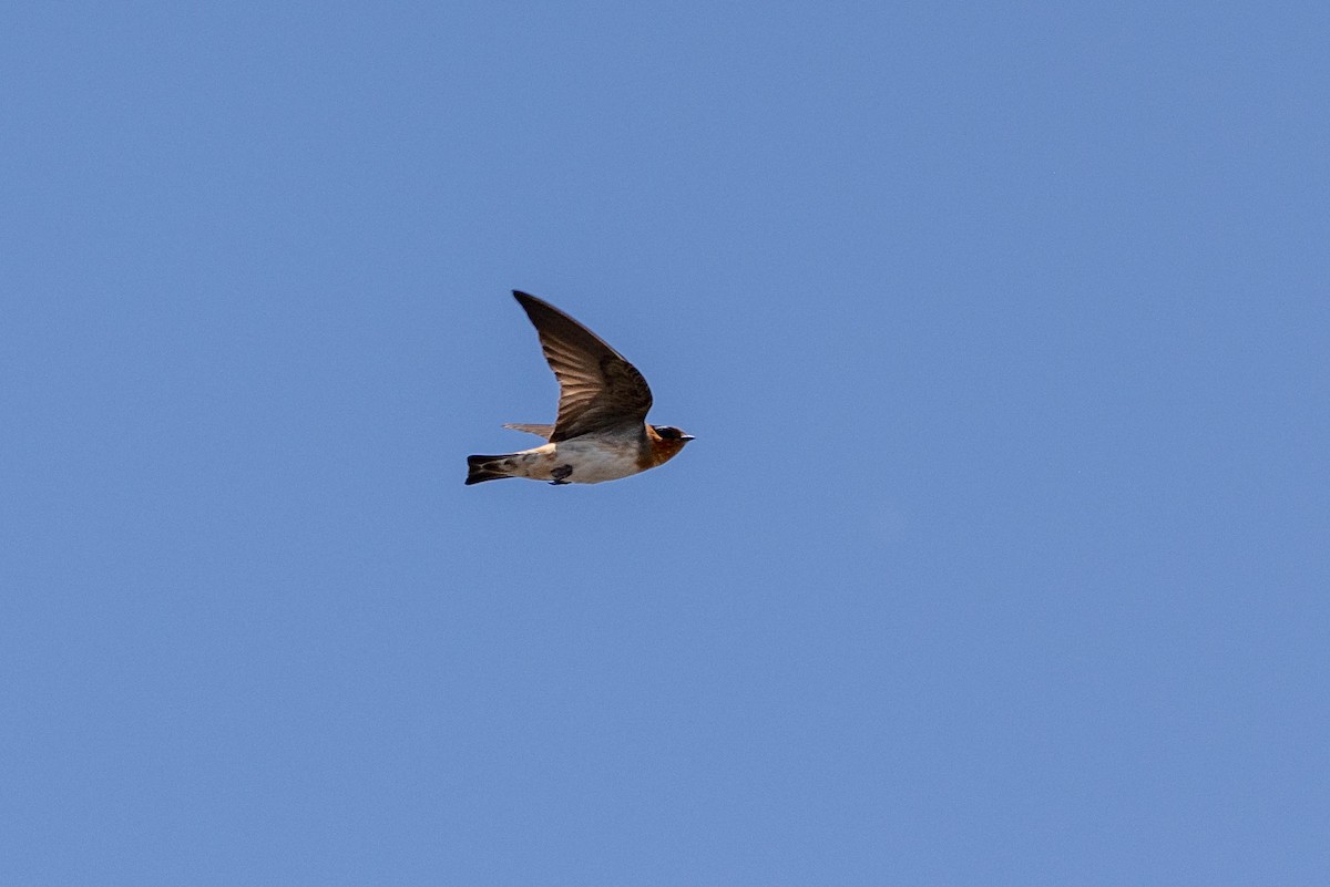 Cave Swallow - ML643783777