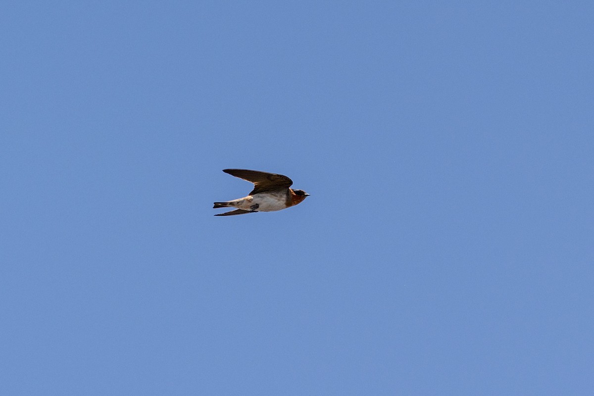 Cave Swallow - ML643783778