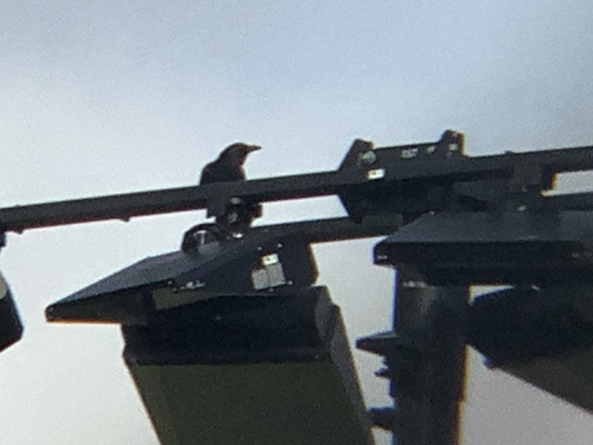 American Crow - ML643783782