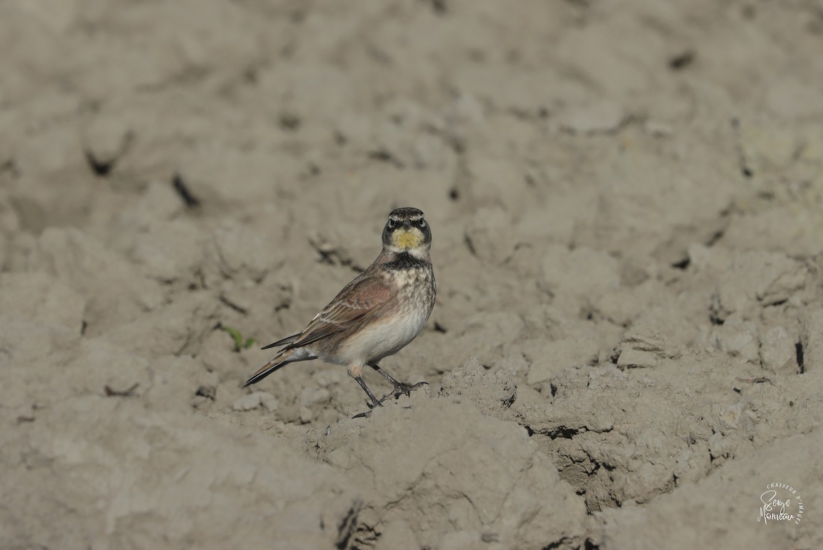 Horned Lark - ML643783784