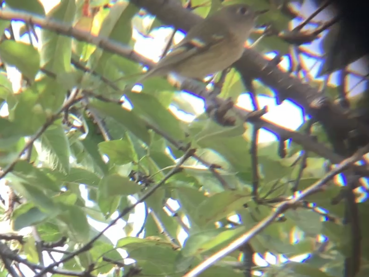 Ruby-crowned Kinglet - ML643783799