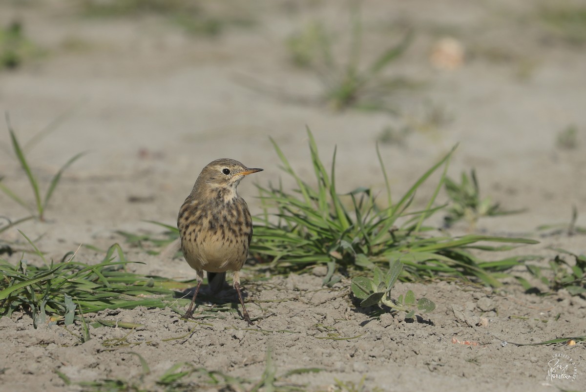 American Pipit - ML643783805