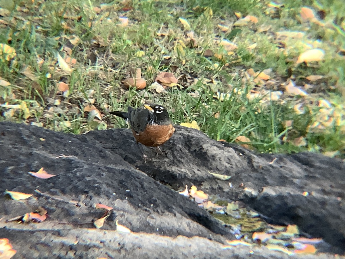 American Robin - ML643783828