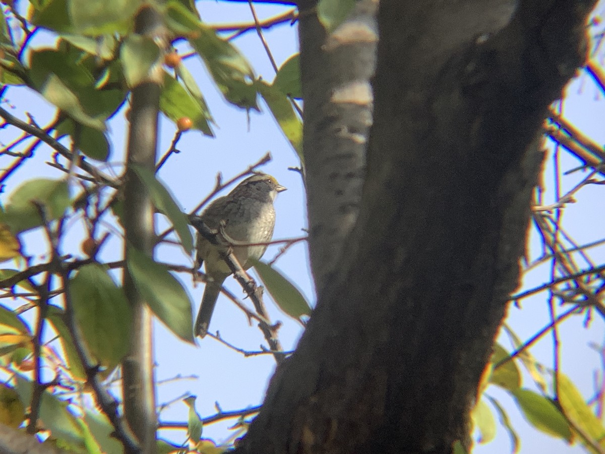White-throated Sparrow - ML643783833