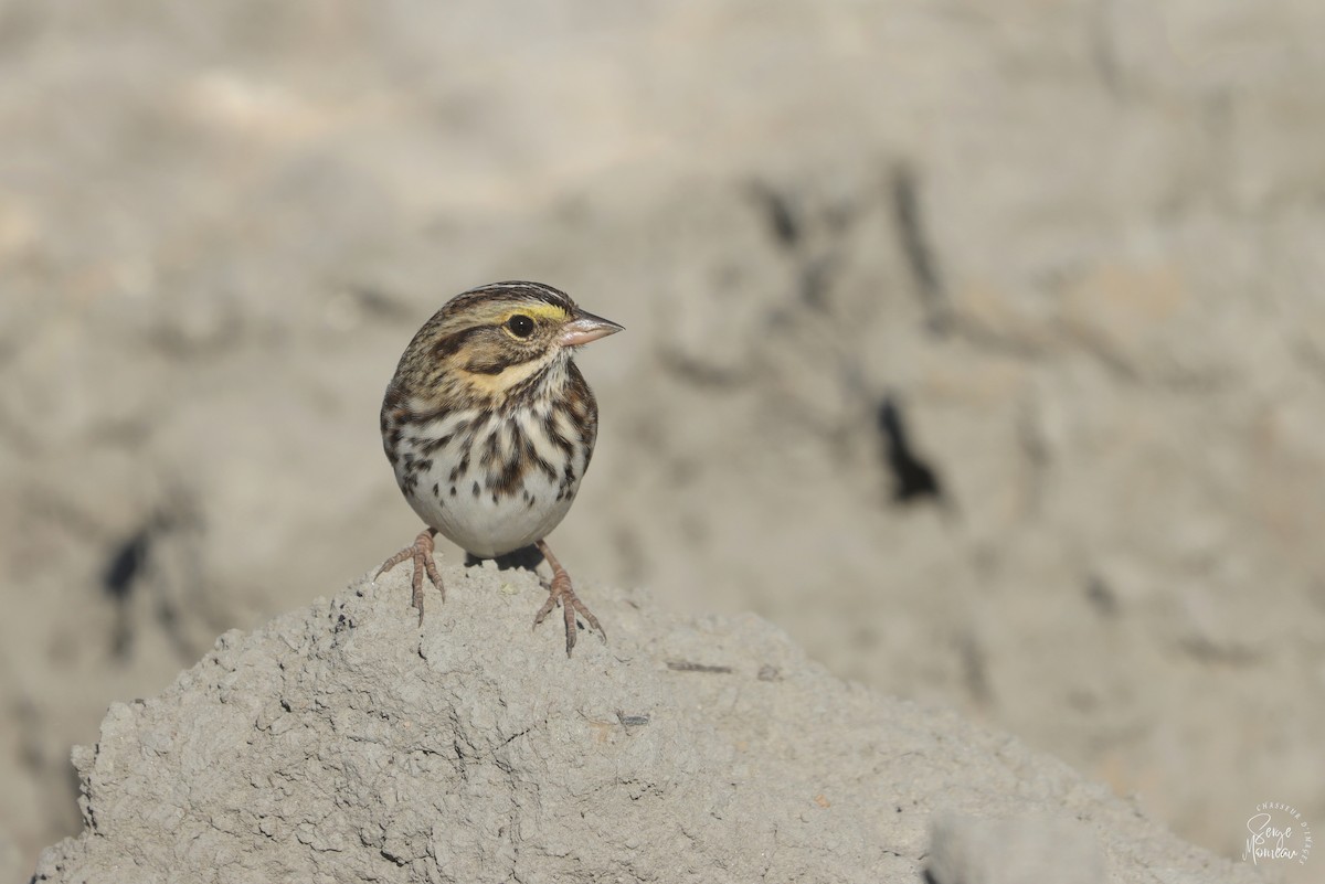 Savannah Sparrow - ML643783838
