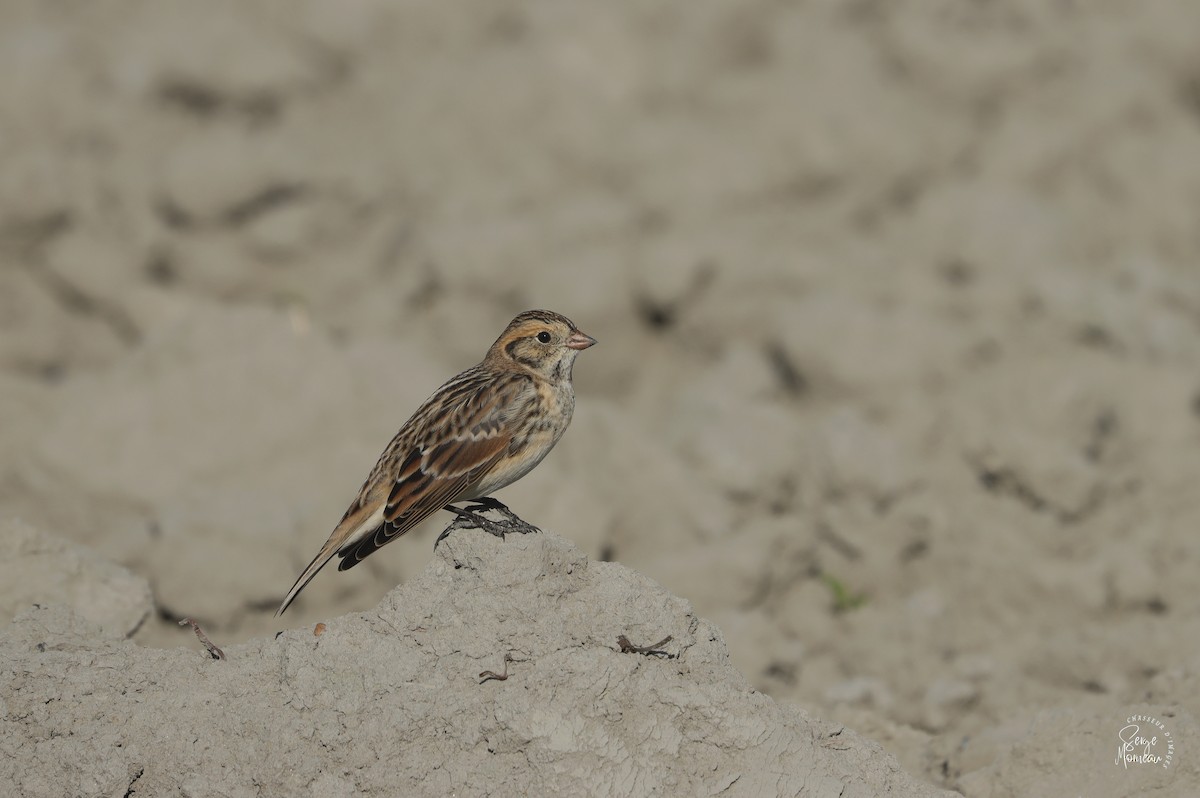 Lapland Longspur - ML643783851