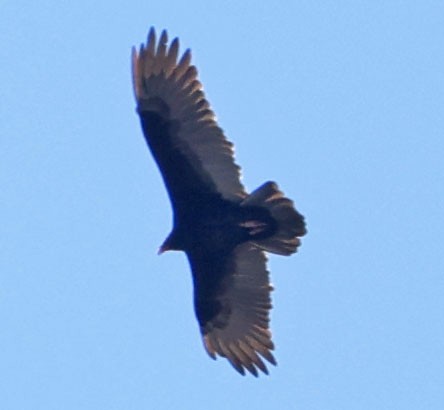 Truthahngeier - ML643783854