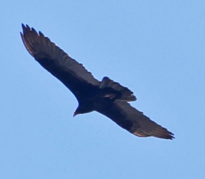 Truthahngeier - ML643783855
