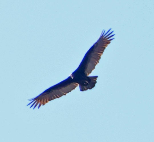 Truthahngeier - ML643783856