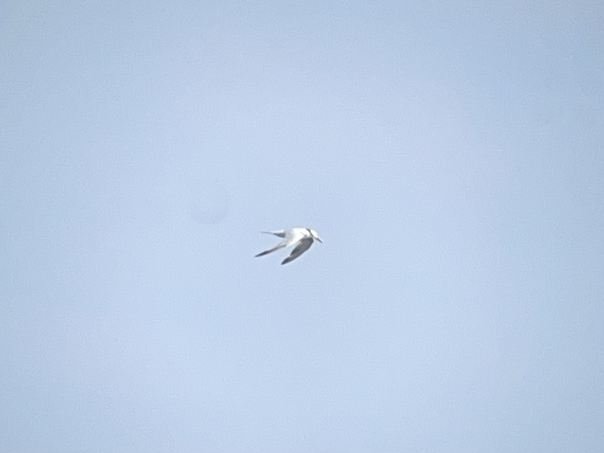 Royal Tern - ML643783864