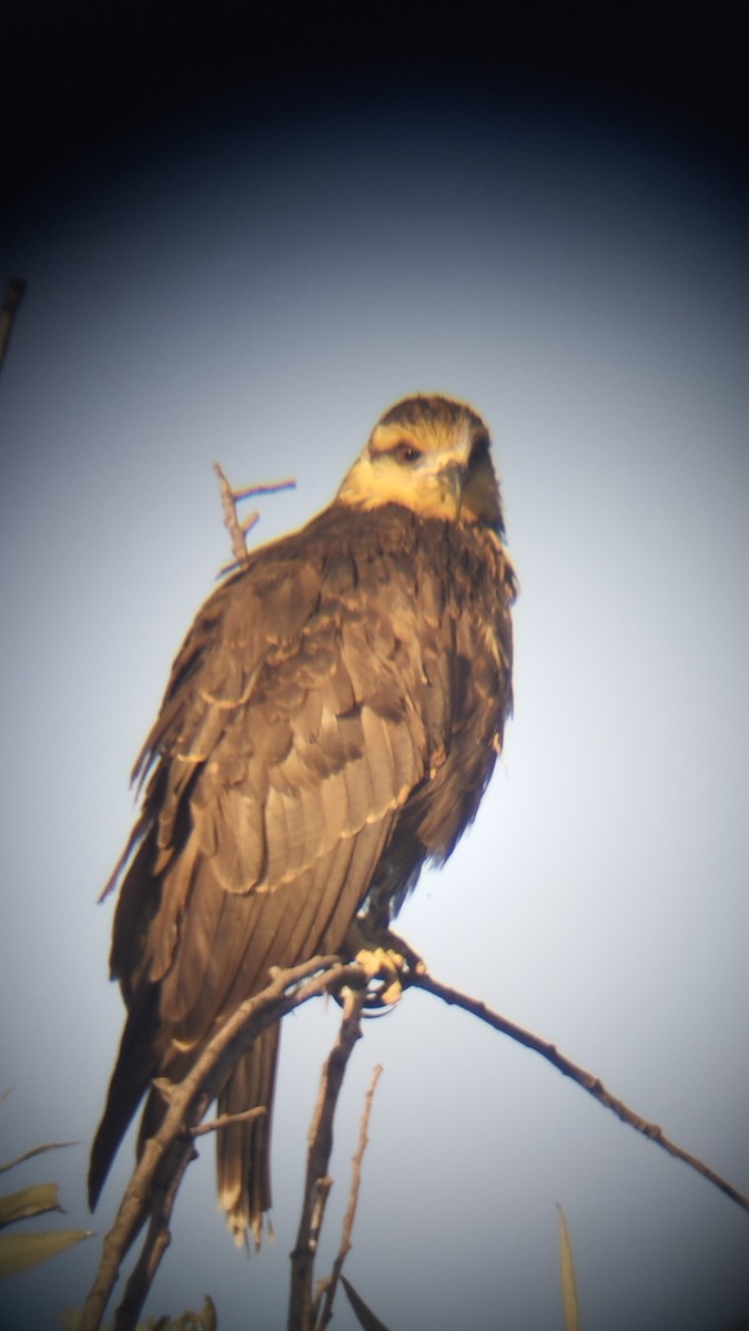 タニシトビ - ML643783875