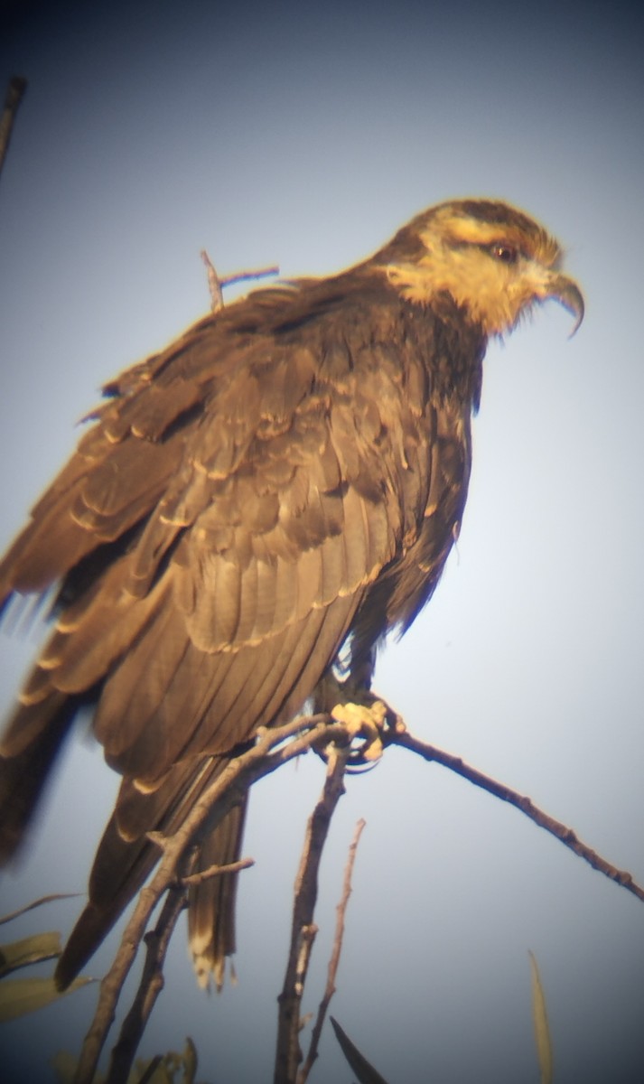 タニシトビ - ML643783876