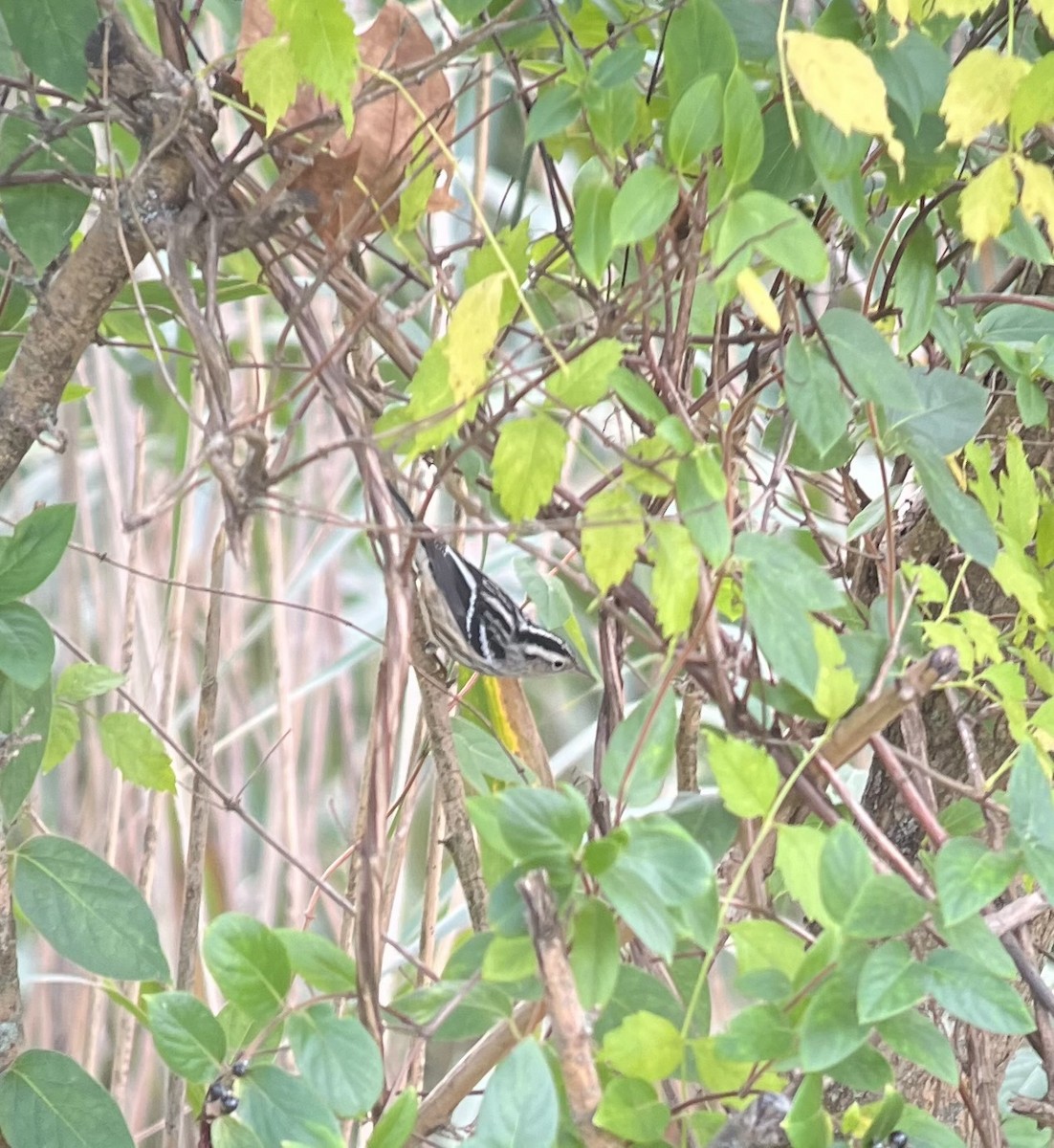 Black-and-white Warbler - ML643783879