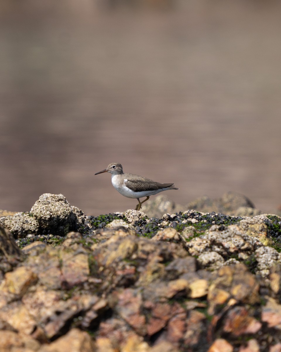 Spotted Sandpiper - ML643783887