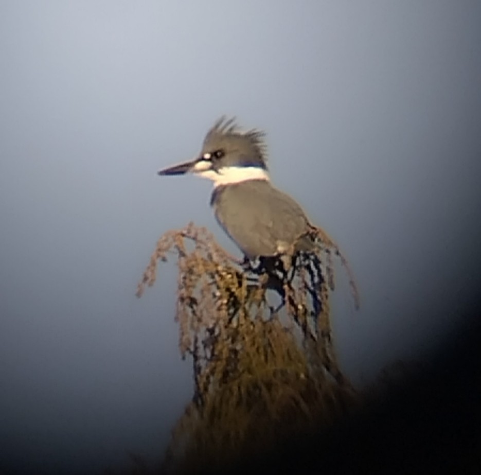 アメリカヤマセミ - ML643783891