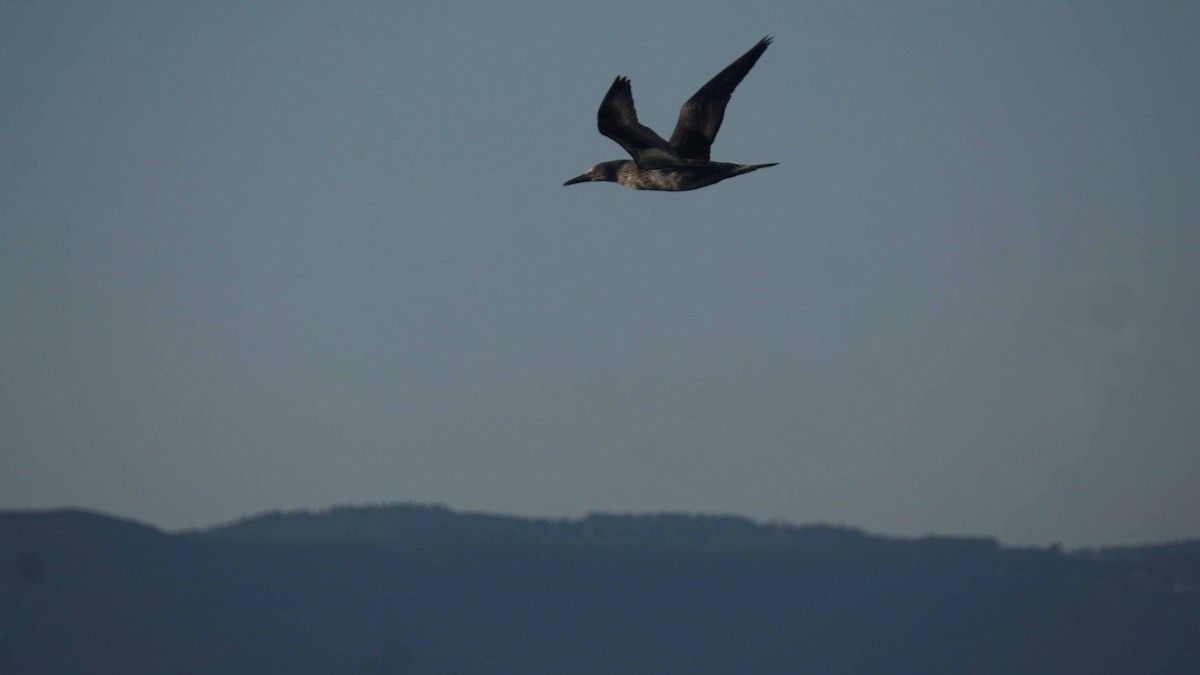 Northern Gannet - ML643783893