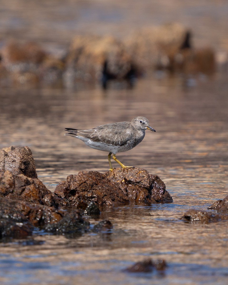 Surfbird - ML643783894