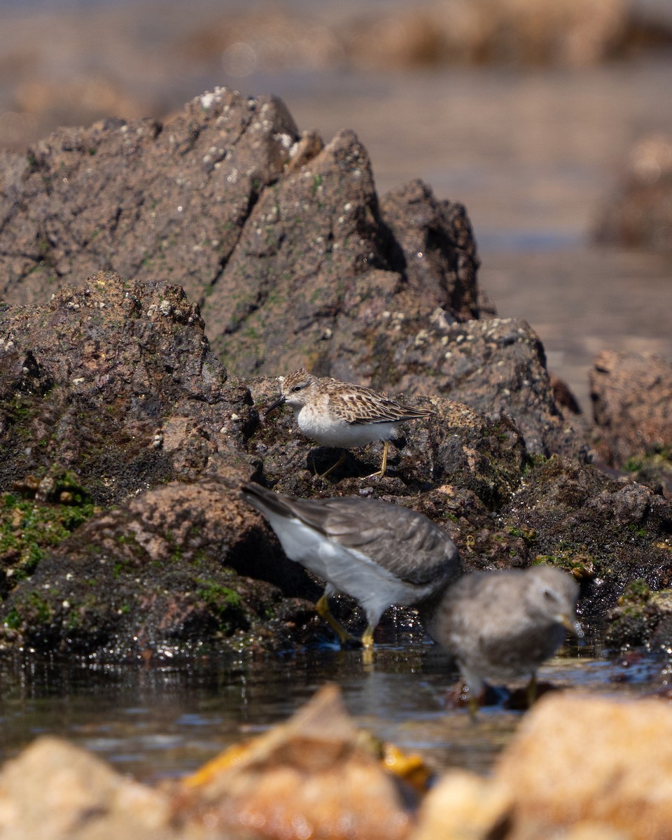 Least Sandpiper - ML643783898