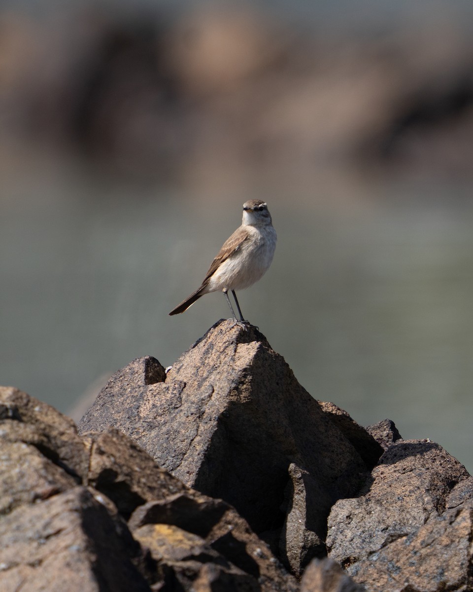 Spot-billed Ground-Tyrant - ML643783903
