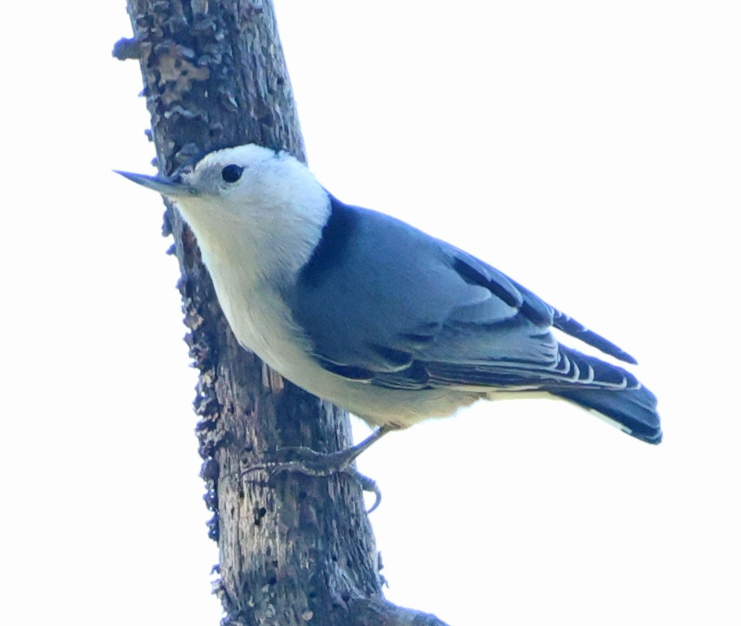 Weißbrustkleiber - ML643783931