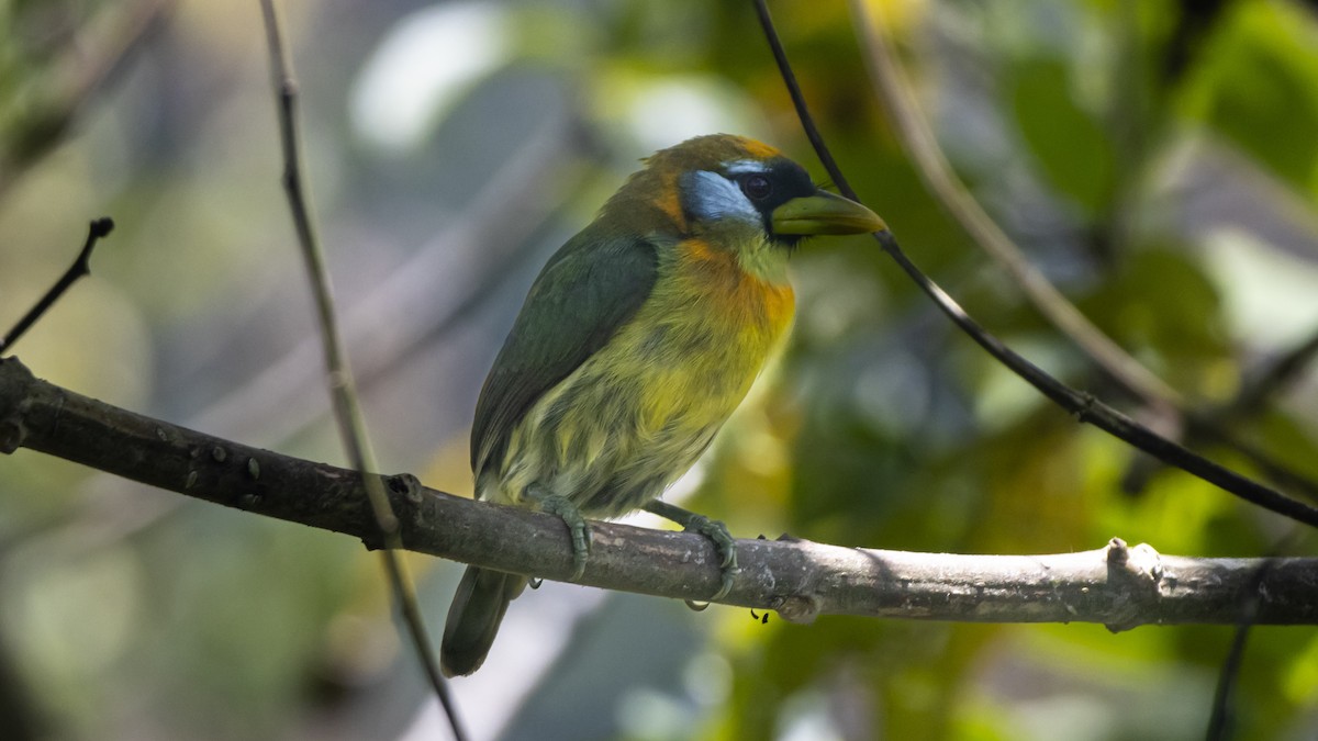 Andenbartvogel - ML643783940