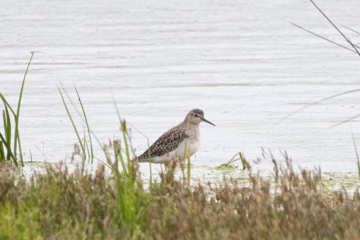 Bruchwasserläufer - ML643783941