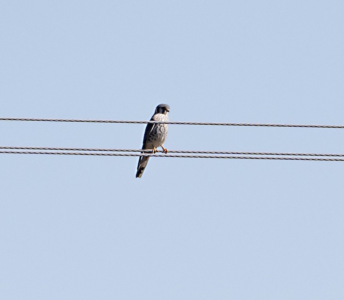 Buntfalke - ML643783947