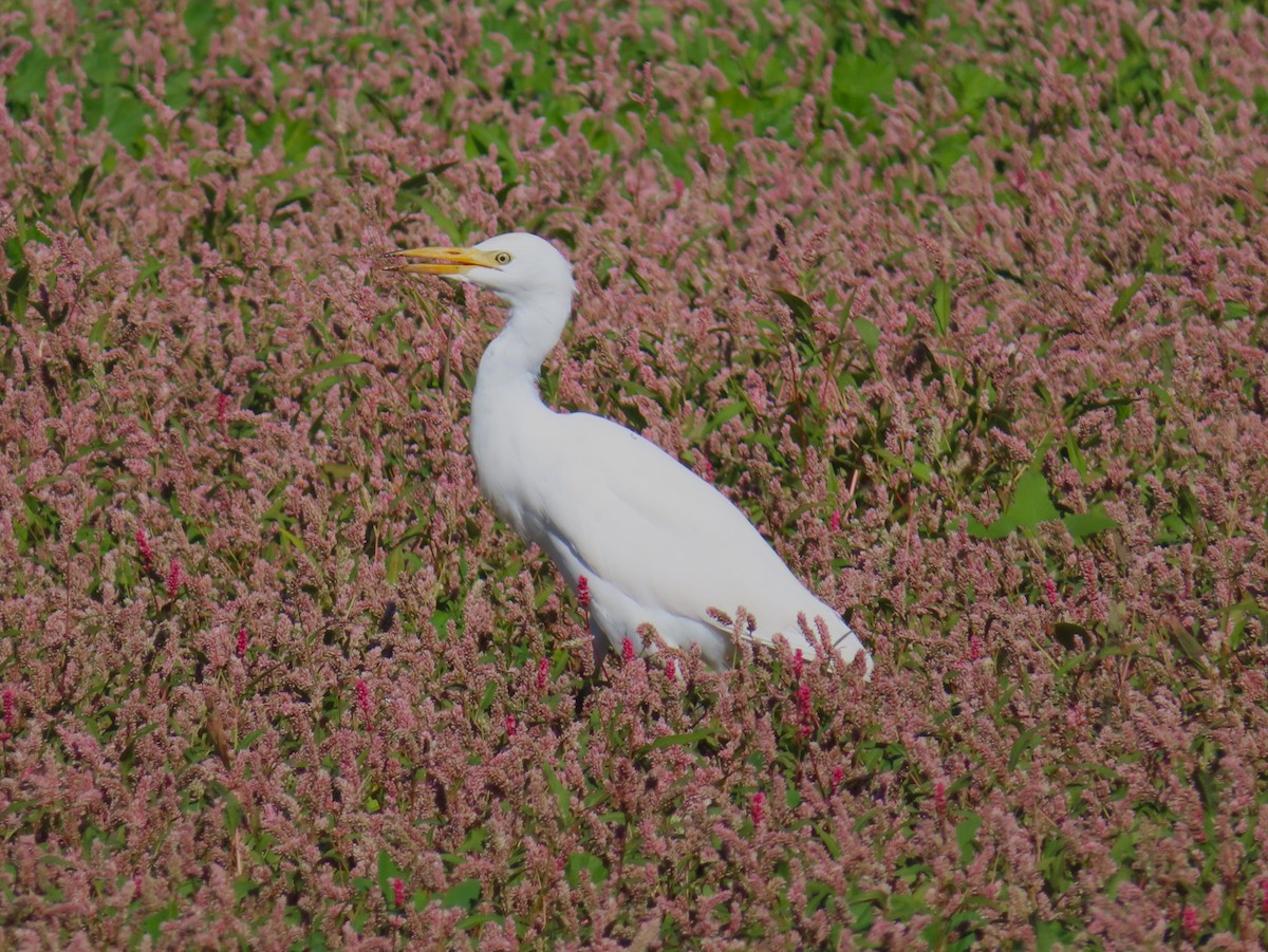 Western Cattle-Egret - ML643783955