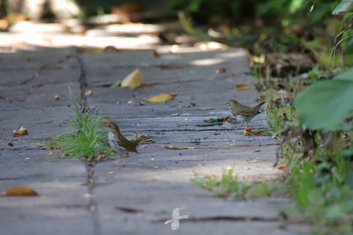 Ovenbird - ML643783968