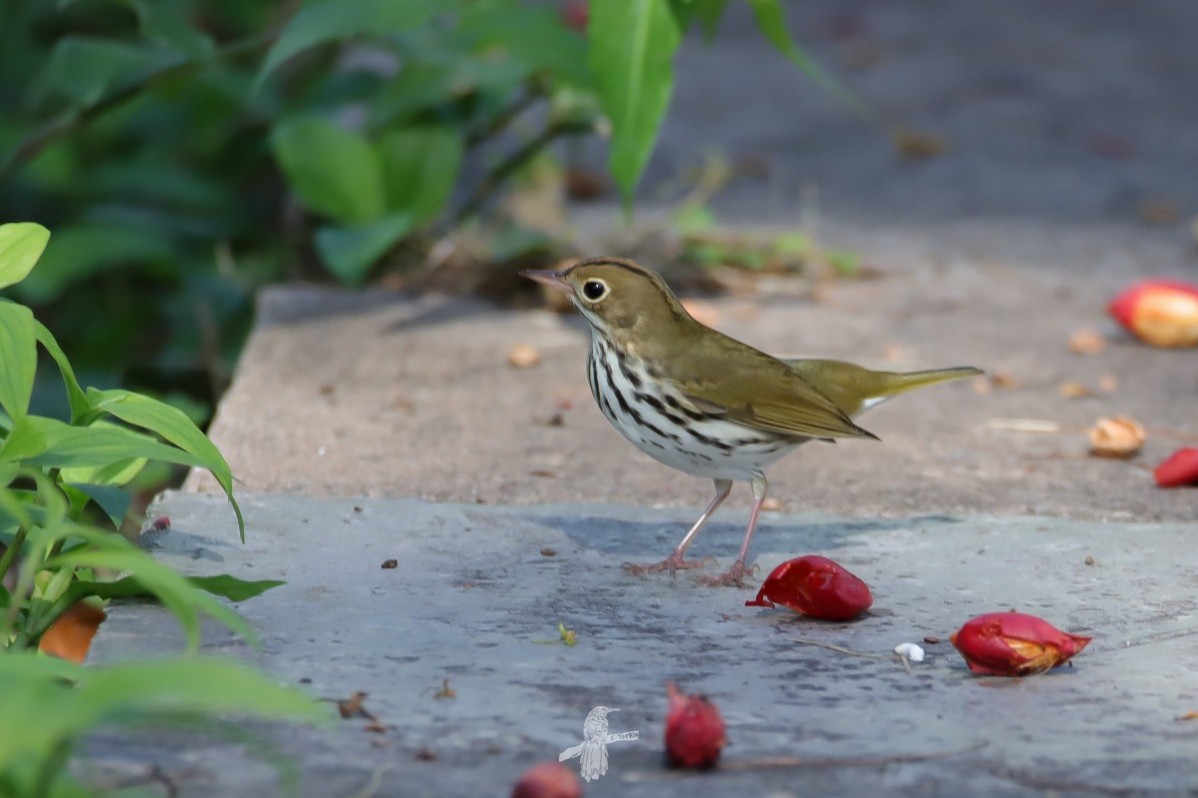 Ovenbird - ML643783969