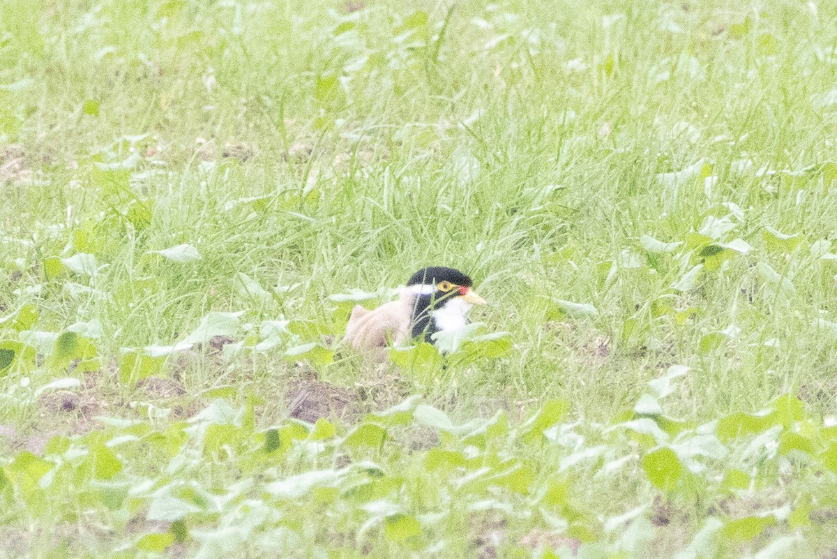 Banded Lapwing - ML643783981
