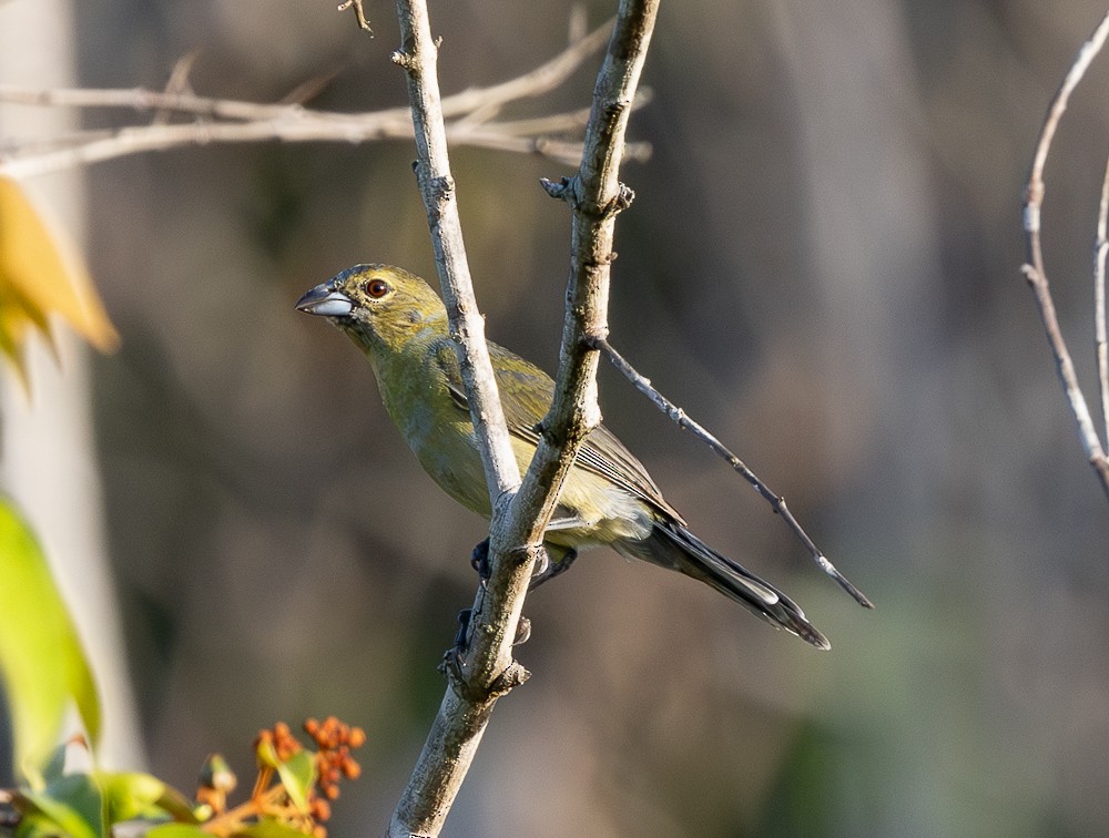 Чернолицая танагра - ML643783984