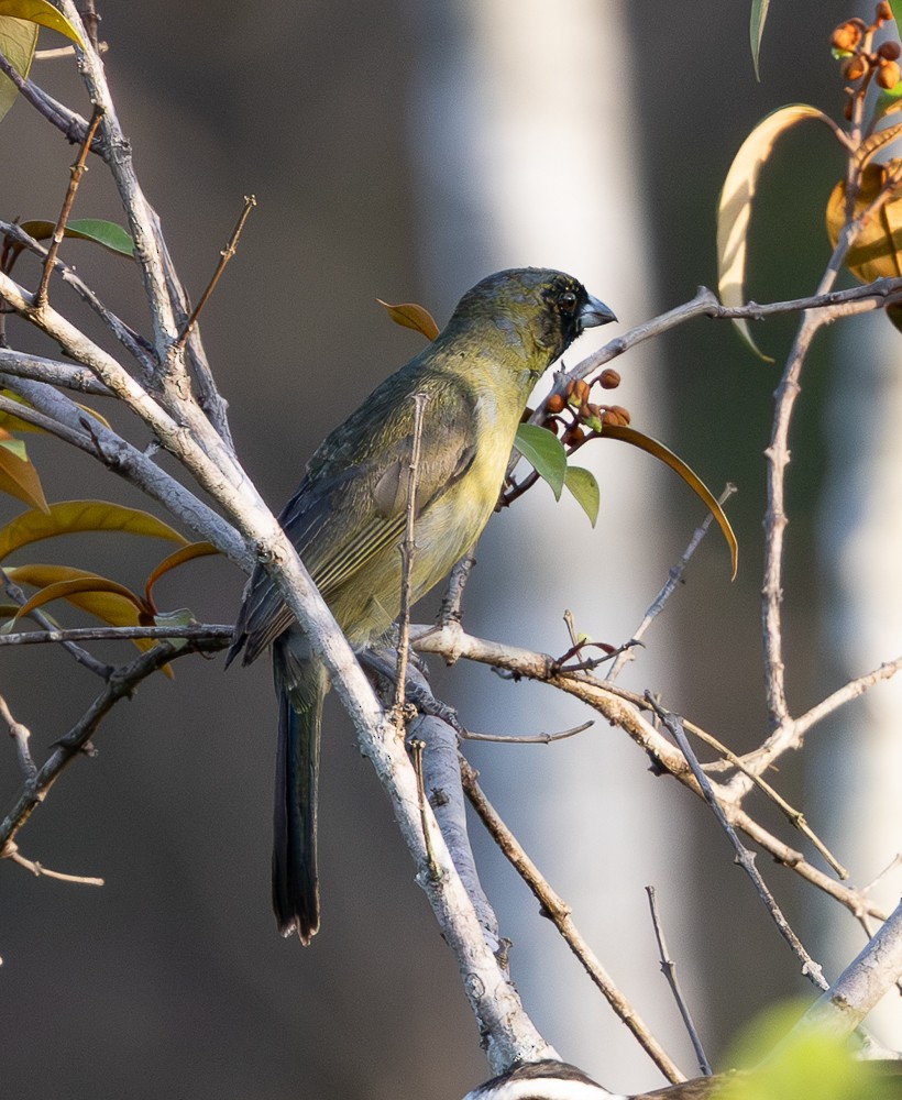 Чернолицая танагра - ML643783985
