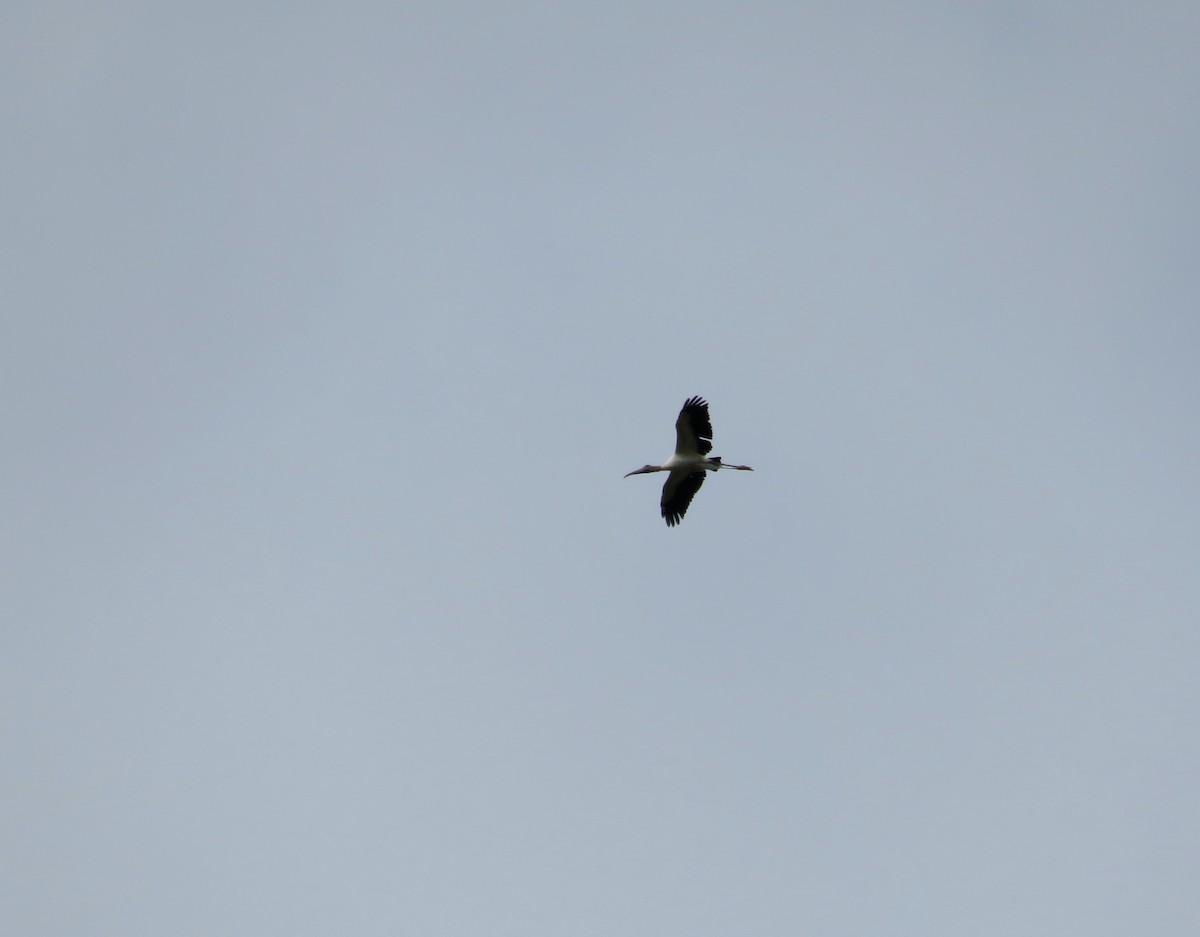Wood Stork - ML643783995
