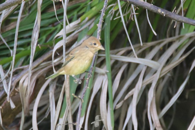 Indigo Bunting - ML643784010
