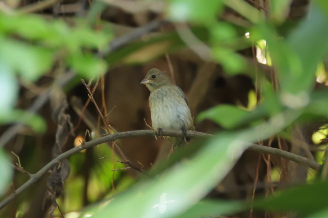 Indigo Bunting - ML643784011