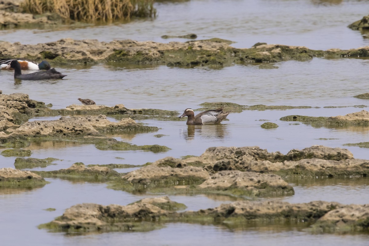 Marzaiola - ML643784016