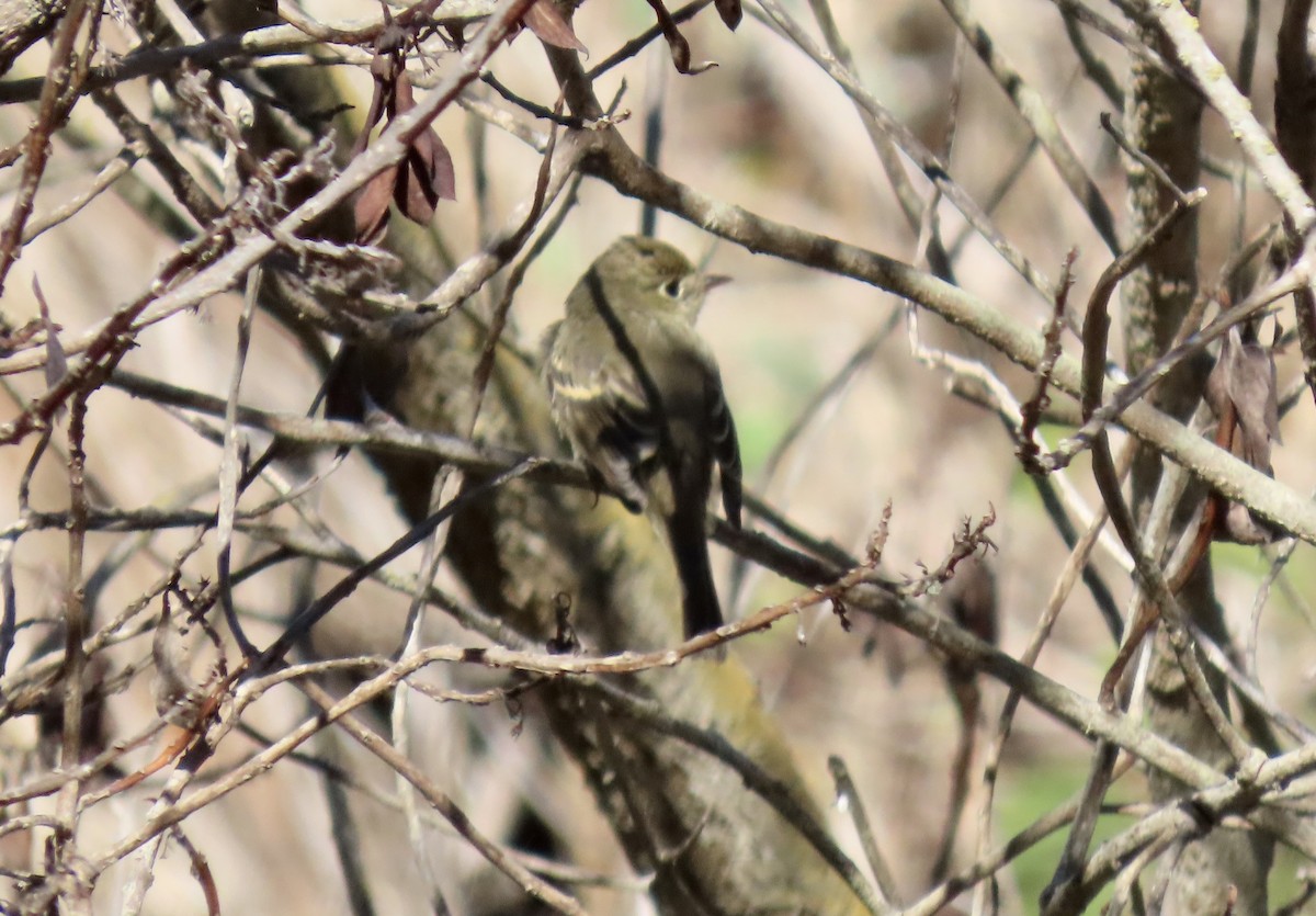Empidonax sp. - ML643784043