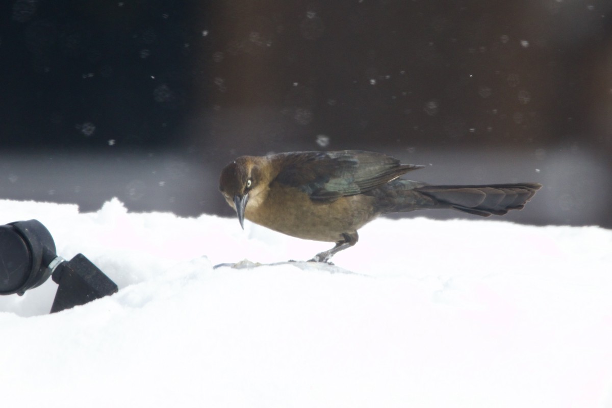 Great-tailed Grackle - ML643784047