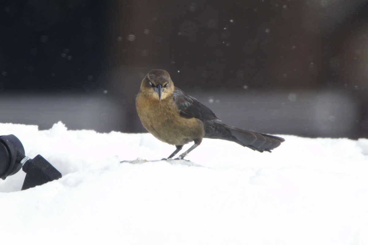 Great-tailed Grackle - ML643784048