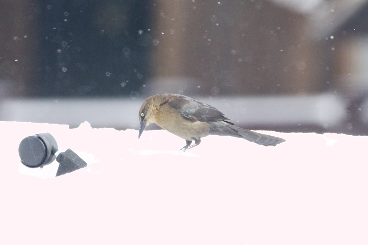 Great-tailed Grackle - ML643784049