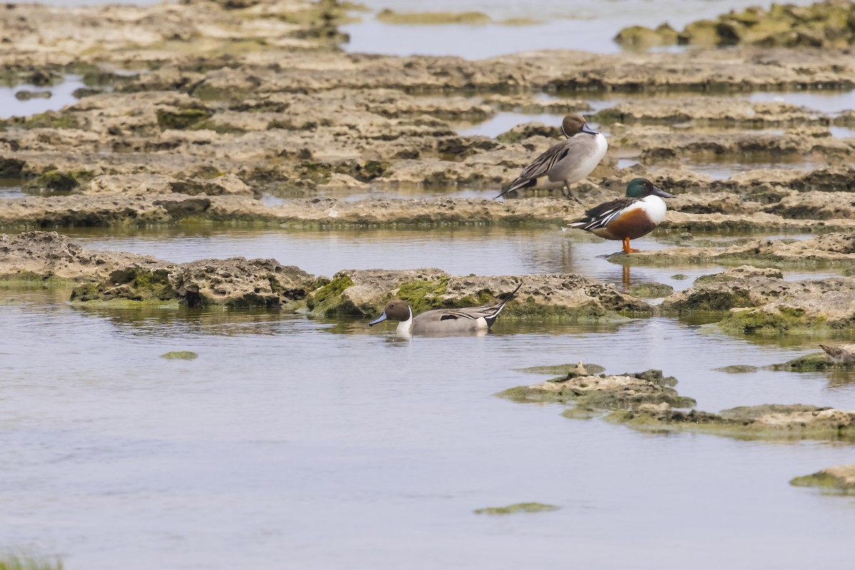 Codone - ML643784059